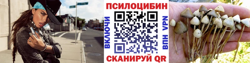 Галлюциногенные грибы Psilocybe  купить наркотик  Кировск 